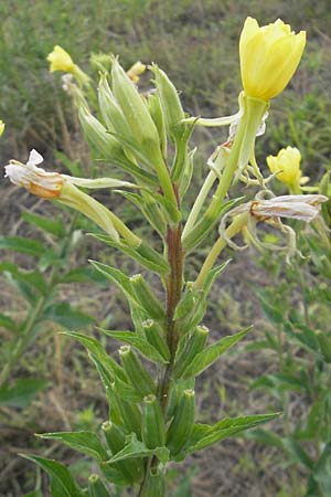 Oenothera rubriaxis \ Rotachsige Nachtkerze, D Mannheim 15.7.2011