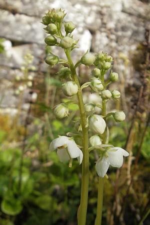 Pyrola rotundifolia \ Rundblttriges Wintergrn / Round-Leaved Wintergreen, D Solnhofen 5.6.2012