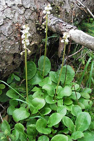 Pyrola minor \ Kleines Wintergrn / Common Wintergreen, D Schwarzwald/Black-Forest, Kaltenbronn 7.7.2012