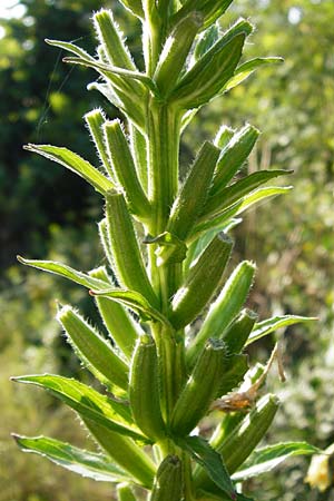 Oenothera pycnocarpa \ Dickfrchtige Nachtkerze / Late-Blooming Evening Primrose, D Graben-Neudorf 24.7.2014