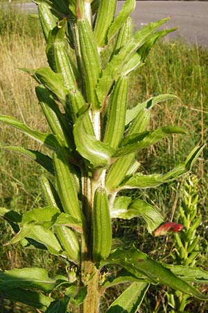 Oenothera pycnocarpa \ Dickfrchtige Nachtkerze / Late-Blooming Evening Primrose, D Graben-Neudorf 24.7.2014