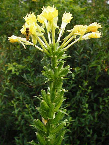 Oenothera pycnocarpa \ Dickfrchtige Nachtkerze / Late-Blooming Evening Primrose, D Graben-Neudorf 28.7.2014