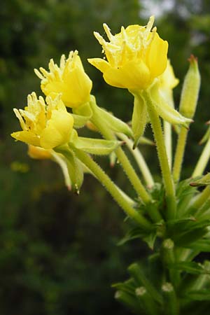 Oenothera pycnocarpa \ Dickfrchtige Nachtkerze / Late-Blooming Evening Primrose, D Graben-Neudorf 28.7.2014