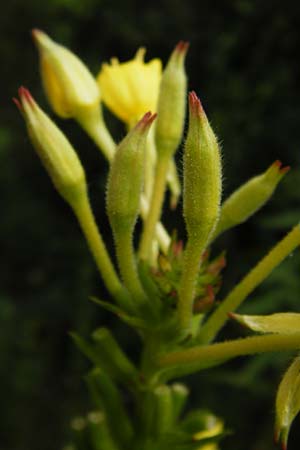 Oenothera pycnocarpa \ Dickfrchtige Nachtkerze / Late-Blooming Evening Primrose, D Graben-Neudorf 28.7.2014