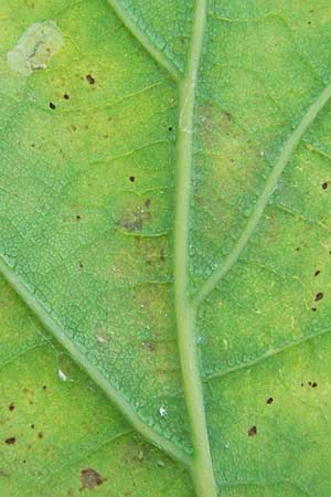 Quercus pubescens \ Flaum-Eiche / White Oak, D Thüringen, Drei Gleichen 6.8.2013