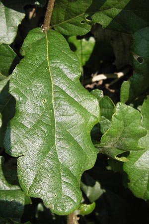 Quercus cerris \ Zerr-Eiche, D Hanau 13.7.2013