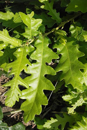 Quercus cerris \ Zerr-Eiche / Turkey Oak, D Hanau 13.7.2013