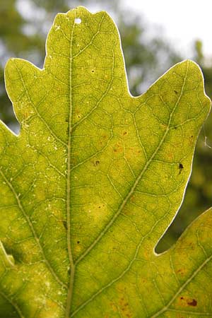 Quercus pubescens \ Flaum-Eiche, D Thüringen, Drei Gleichen 6.8.2013