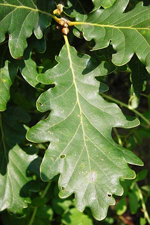 Quercus petraea \ Trauben-Eiche / Sessile Oak, D Rheinhessen, Wonsheim 17.8.2014