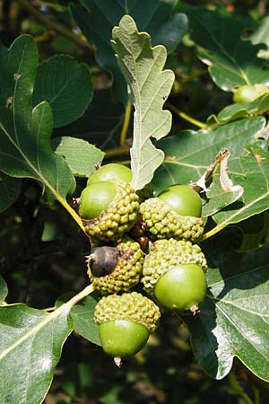 Quercus petraea \ Trauben-Eiche, D Rheinhessen, Wonsheim 17.8.2014