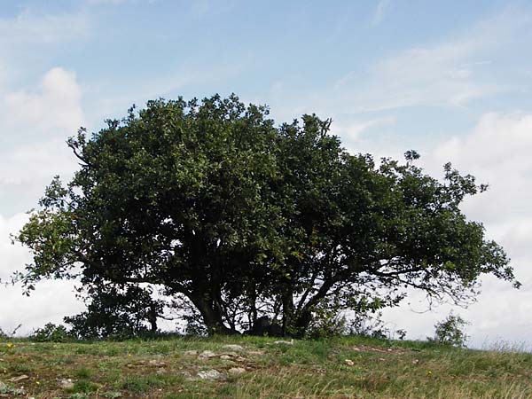 Quercus petraea \ Trauben-Eiche, D Rheinhessen, Wonsheim 17.8.2014