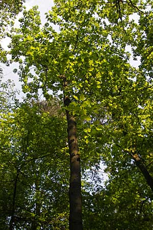 Quercus rubra \ Rot-Eiche, D Sandhausen 2.5.2009