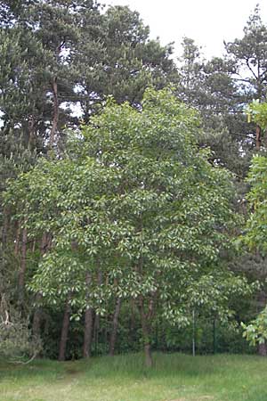 Quercus palustris \ Sumpf-Eiche, Nagel-Eiche / Pin Oak, D Viernheim 16.5.2009