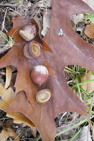 Quercus palustris / Pin Oak, D Karlsruhe 29.10.2011