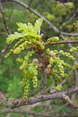 Quercus robur \ Stiel-Eiche / Common Oak, D Thüringen, Drei Gleichen 7.5.2013