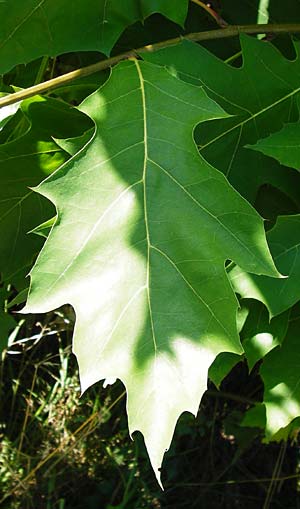 Quercus rubra \ Rot-Eiche / Northern Red Oak, D Graben-Neudorf 19.7.2014