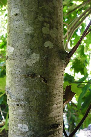 Quercus rubra \ Rot-Eiche / Northern Red Oak, D Graben-Neudorf 19.7.2014