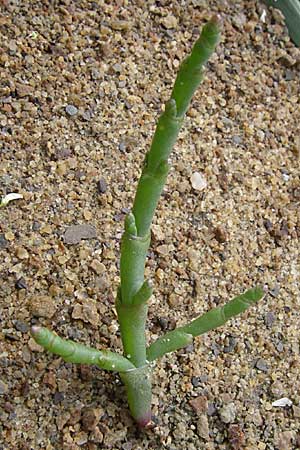 Salicornia europaea / Common Glasswort, D Buggingen 12.7.2008