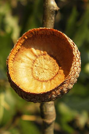 Quercus palustris \ Sumpf-Eiche, Nagel-Eiche / Pin Oak, D Viernheim 25.9.2009