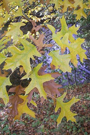 Quercus palustris \ Sumpf-Eiche, Nagel-Eiche / Pin Oak, D Karlsruhe 29.10.2011