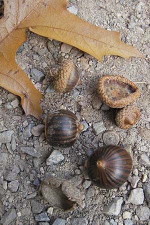 Quercus palustris \ Sumpf-Eiche, Nagel-Eiche, D Karlsruhe 29.10.2011