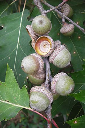 Quercus palustris \ Sumpf-Eiche, Nagel-Eiche / Pin Oak, D Büttelborn 15.9.2012