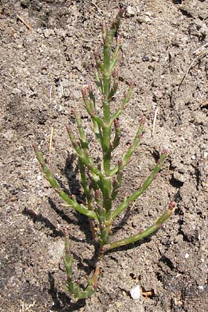 Salicornia europaea \ Europischer Queller / Common Glasswort, D Philippsthal-Heimboldshausen 27.7.2013