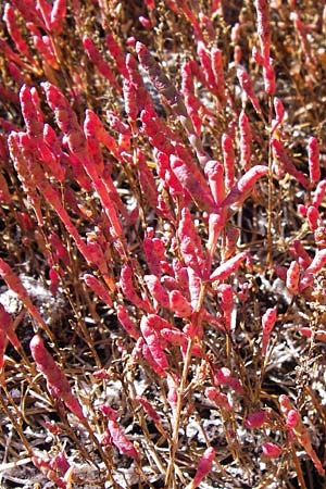 Salicornia europaea / Common Glasswort, D Philippsthal-Heimboldshausen 3.10.2013