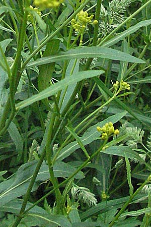 Rorippa austriaca \ sterreicher Sumpfkresse / Austrian Yellow-Cress, D Viernheim 24.5.2006