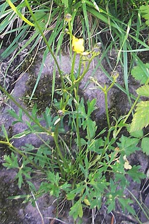 Ranunculus polyanthemos \ Vielbltiger Hahnenfu / Multiflowered Buttercup, D Altrip 1.5.2012