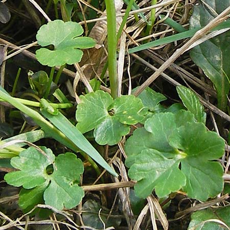 Ranunculus irregularis \ Ungleichmiger Gold-Hahnenfu / Irregular Goldilocks, D Mainberg 27.3.2014