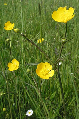 Ranunculus acris subsp. friesianus \ Scharfer Hahnenfu / Meadow Buttercup, D Spessart, Steinau 6.5.2006
