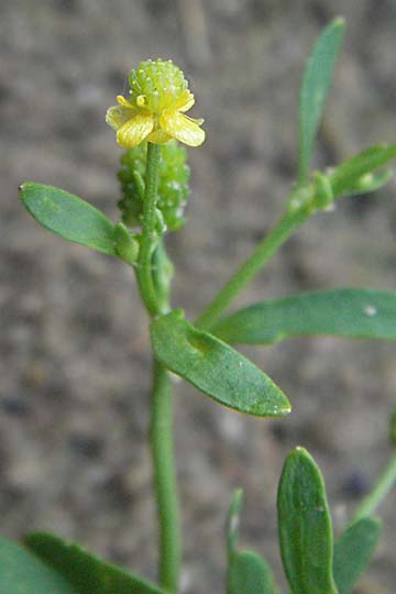 Ranunculus sceleratus \ Gift-Hahnenfu, D Viernheim 27.6.2006