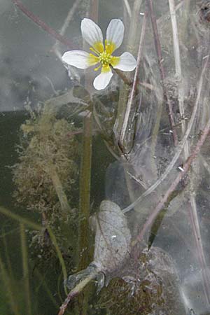 Ranunculus trichophyllus ? \ Haarblttriger Wasser-Hahnenfu / Thread-Leaved Water Crowfoot, D Eisenberg 1.7.2006