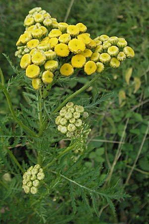 Tanacetum vulgare \ Rainfarn, D Mannheim 6.7.2006