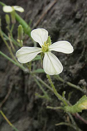 Raphanus raphanistrum subsp. landra \ Gelber Acker-Rettich / Mediterranean Radish, D Waghäusel 5.8.2006