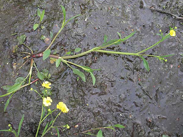 Ranunculus flammula \ Brennender Hahnenfu / Lesser Spearwort, D Odenwald, Schönau 26.4.2007