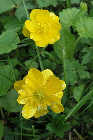 Ranunculus repens \ Kriechender Hahnenfu / Creeping Buttercup, D Weinheim an der Bergstraße 11.8.2007