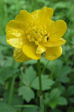 Ranunculus repens \ Kriechender Hahnenfu / Creeping Buttercup, D Weinheim an der Bergstraße 11.8.2007