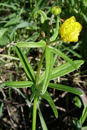 Ranunculus abstrusus ? \ Sonderbarer Gold-Hahnenfu, D Ingelheim 20.4.2008