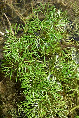 Ranunculus trichophyllus ? / Thread-Leaved Water Crowfoot, D Rheinstetten-Silberstreifen 16.8.2008