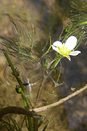 Ranunculus trichophyllus ? / Thread-Leaved Water Crowfoot, D Rheinstetten-Silberstreifen 16.8.2008