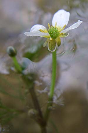 Ranunculus trichophyllus ? / Thread-Leaved Water Crowfoot, D Rheinstetten-Silberstreifen 18.8.2008