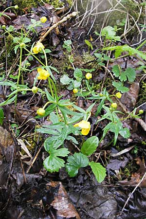 Ranunculus danubius \ Donau-Gold-Hahnenfu / Danube Goldilocks, D Günzburg 18.4.2009