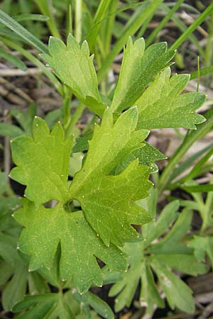 Ranunculus auricomus specG ? \ Gold-Hahnenfu / Goldilocks, D Wörth-Büchelberg 23.4.2009