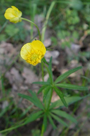 Ranunculus auricomus spec6 ? \ Gold-Hahnenfu, D Schweinfurt 25.4.2009