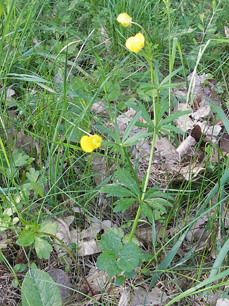 Ranunculus auricomus spec6 ? \ Gold-Hahnenfu, D Schweinfurt 25.4.2009