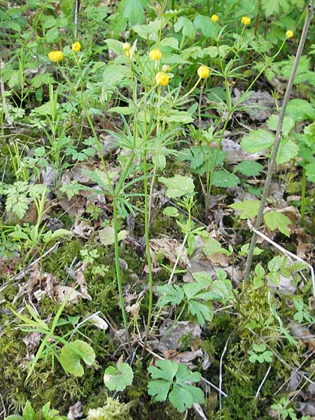 Ranunculus auricomus spec6 ? \ Gold-Hahnenfu, D Schweinfurt 25.4.2009