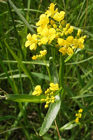 Rorippa austriaca \ sterreicher Sumpfkresse / Austrian Yellow-Cress, D Lampertheim 16.5.2009