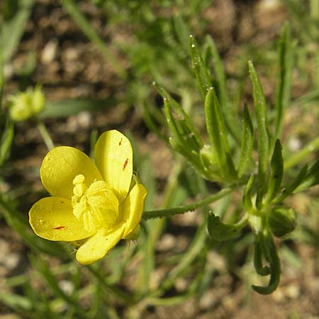 Ranunculus arvensis \ Acker-Hahnenfu, D Nördlingen 23.5.2009